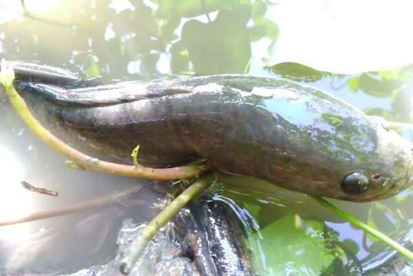 Cách làm ruốc cá chuối ngon lạ đầy đủ chất dinh dưỡng dễ làm