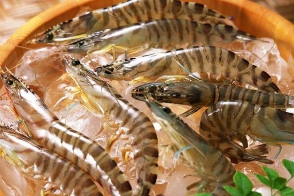 tôm sú tươi