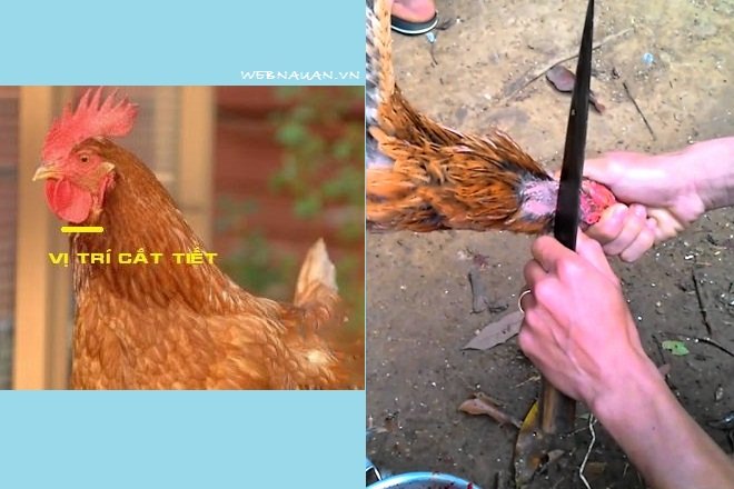 cắt tiết gà
