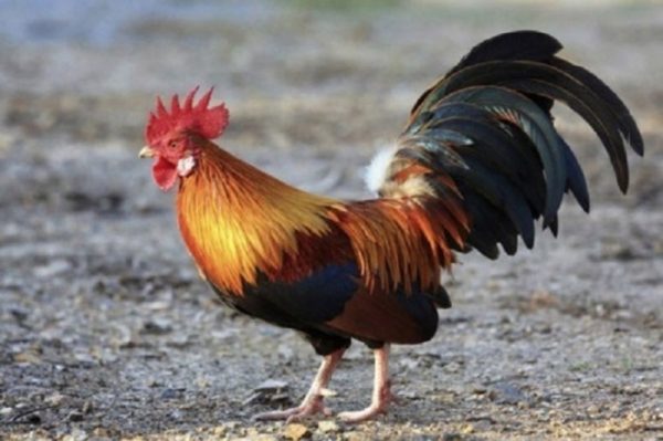 bạn nên chọn gà trống để cúng