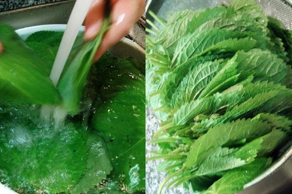 rửa lá tía tô với nước