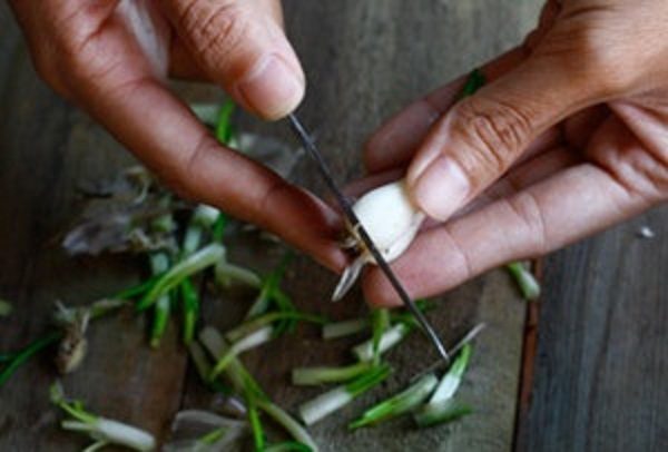 cắt rễ củ kiệu