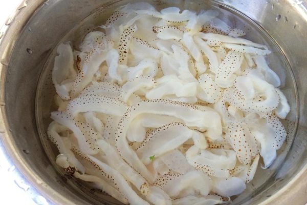 chân sứa biển