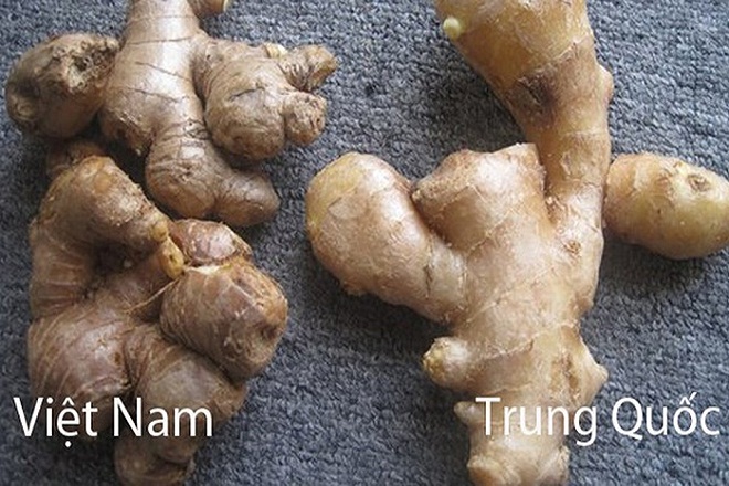 phân biệt gừng việt nam và gừng trung quốc
