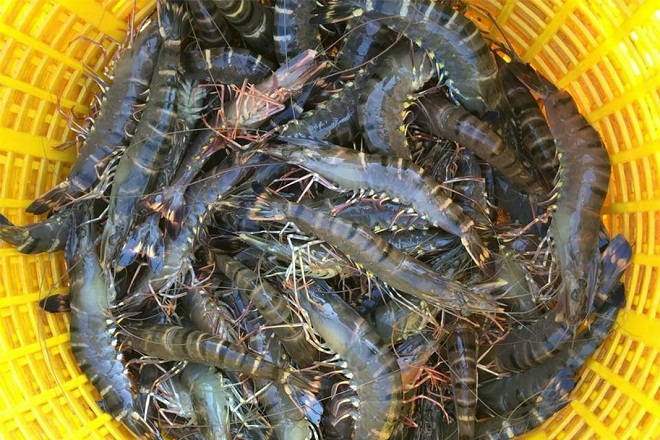 rổ tôm tươi