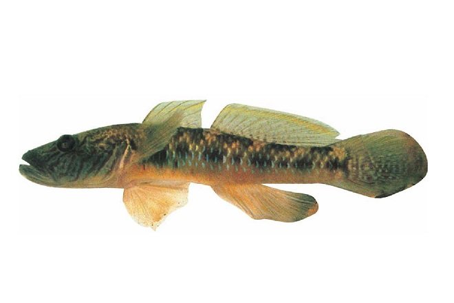 hình dạng cá bống cát