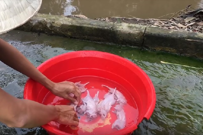 làm sạch thịt chuột đồng