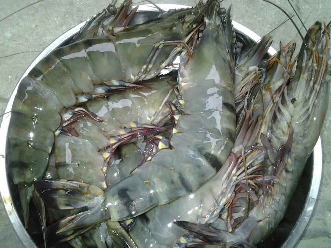 phần tôm sú tươi sống