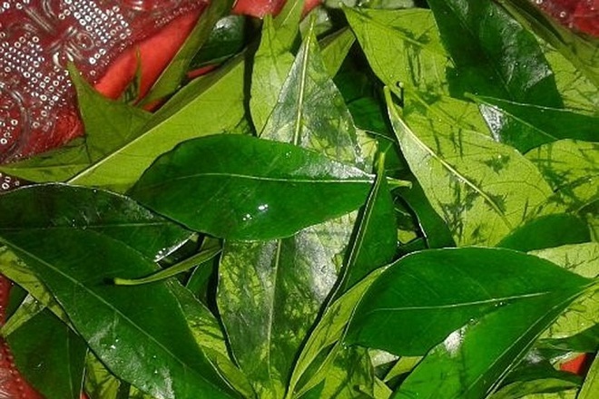 rổ lá móc mật