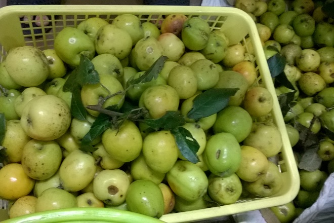 rổ táo mèo Yên Bái