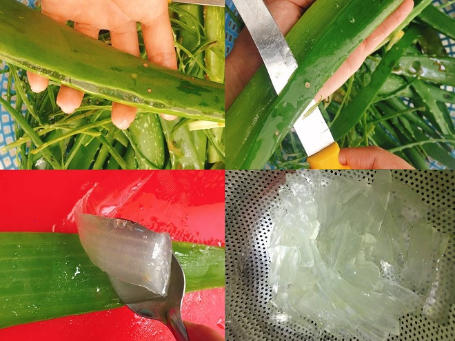 cách cắt nha đam đúng chuẩn