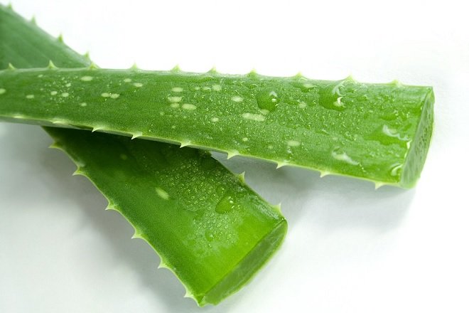 lá nha đam chưa qua sơ chế