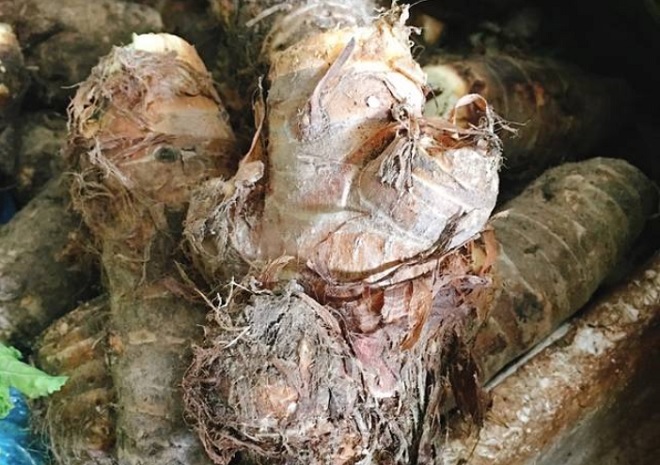 những củ khoai môn sáp chưa qua chế biến